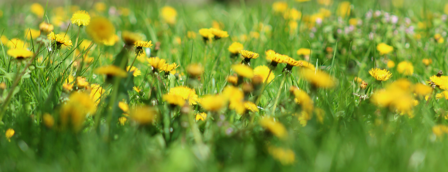 How to Make Dandelion Wine