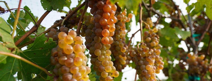 Image or Itasca White Wine Grapes Growing on a Vine