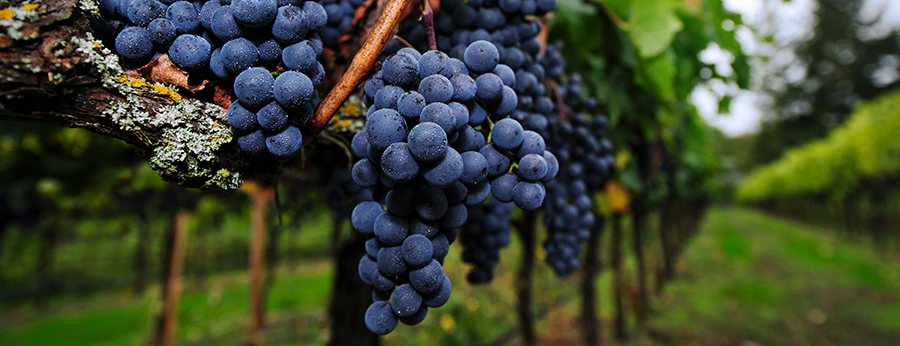 Merlot Grapes