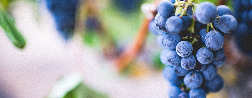 How to Make Concord Grape Wine