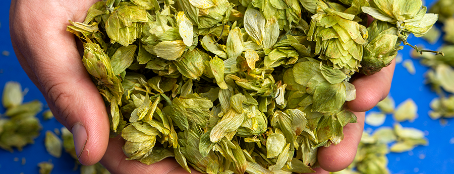 What is Dry Hopping?