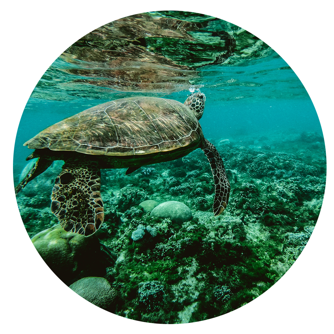 Honest Turtle