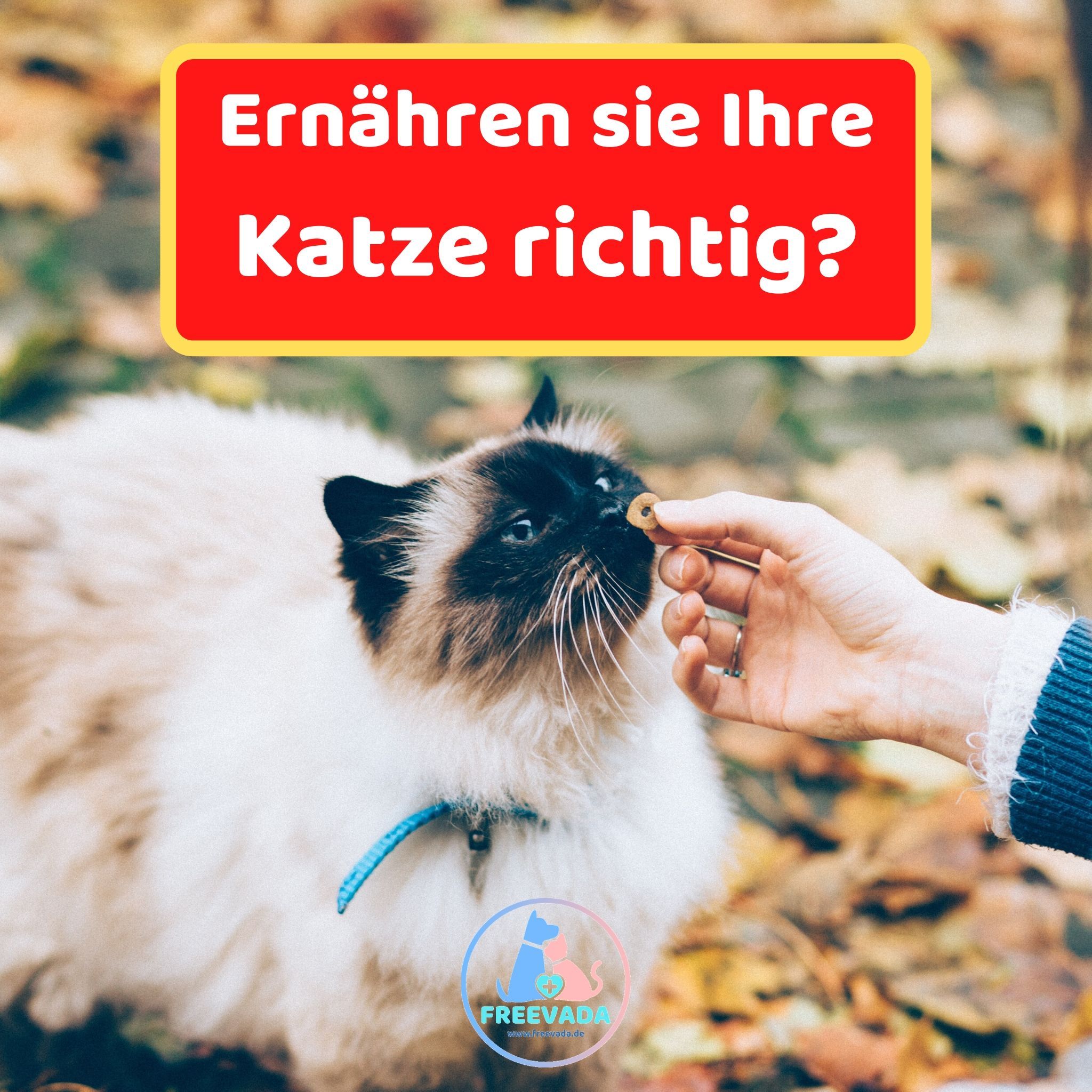 Katzen Richtig Ernähren