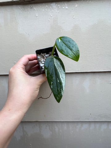 Epipremnum pinnatum Aurea variegated – Flora Magnifica Australia