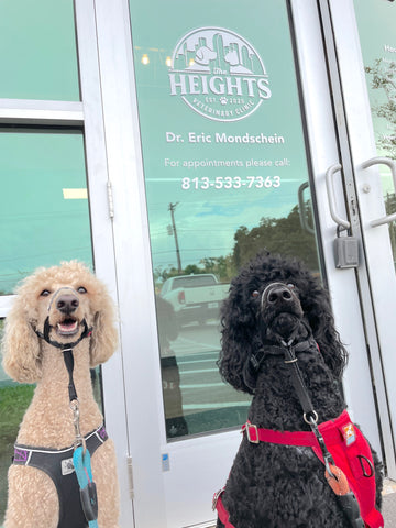 The Heights Veterinarian Clinic in Tampa Bay, Florida's Seminole Heights district