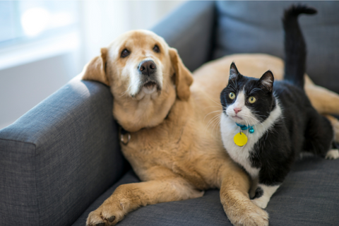 dog and tuxedo cat sit together on a couch