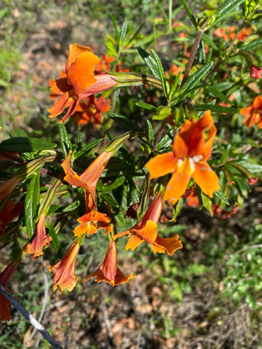 Mimulus aurantiacus var. puniceus Red Bush Monkeyflower – Neel's