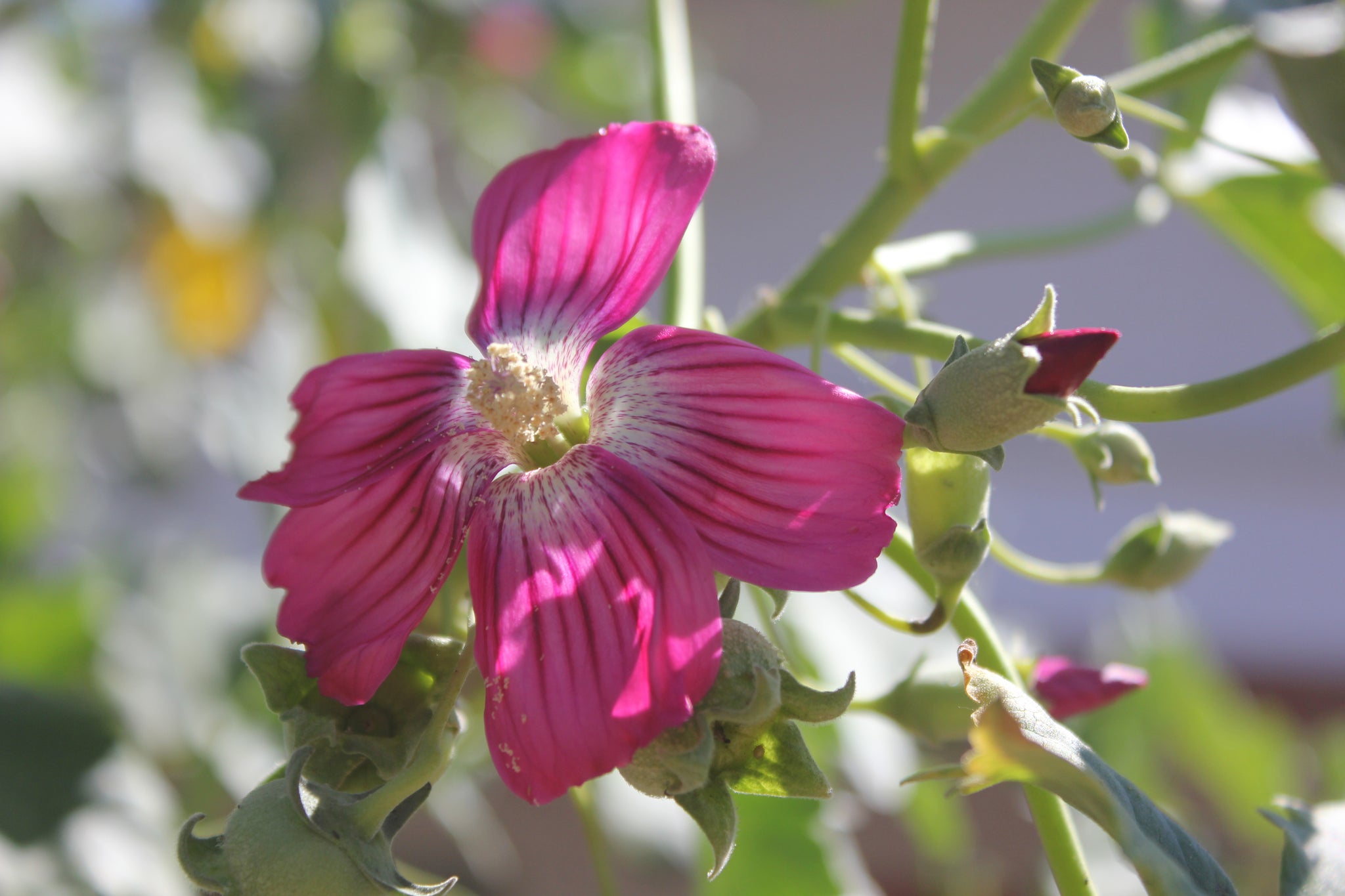 Malva assurgentiflora Malva Rosa Tree Mallow – Neel's Nursery