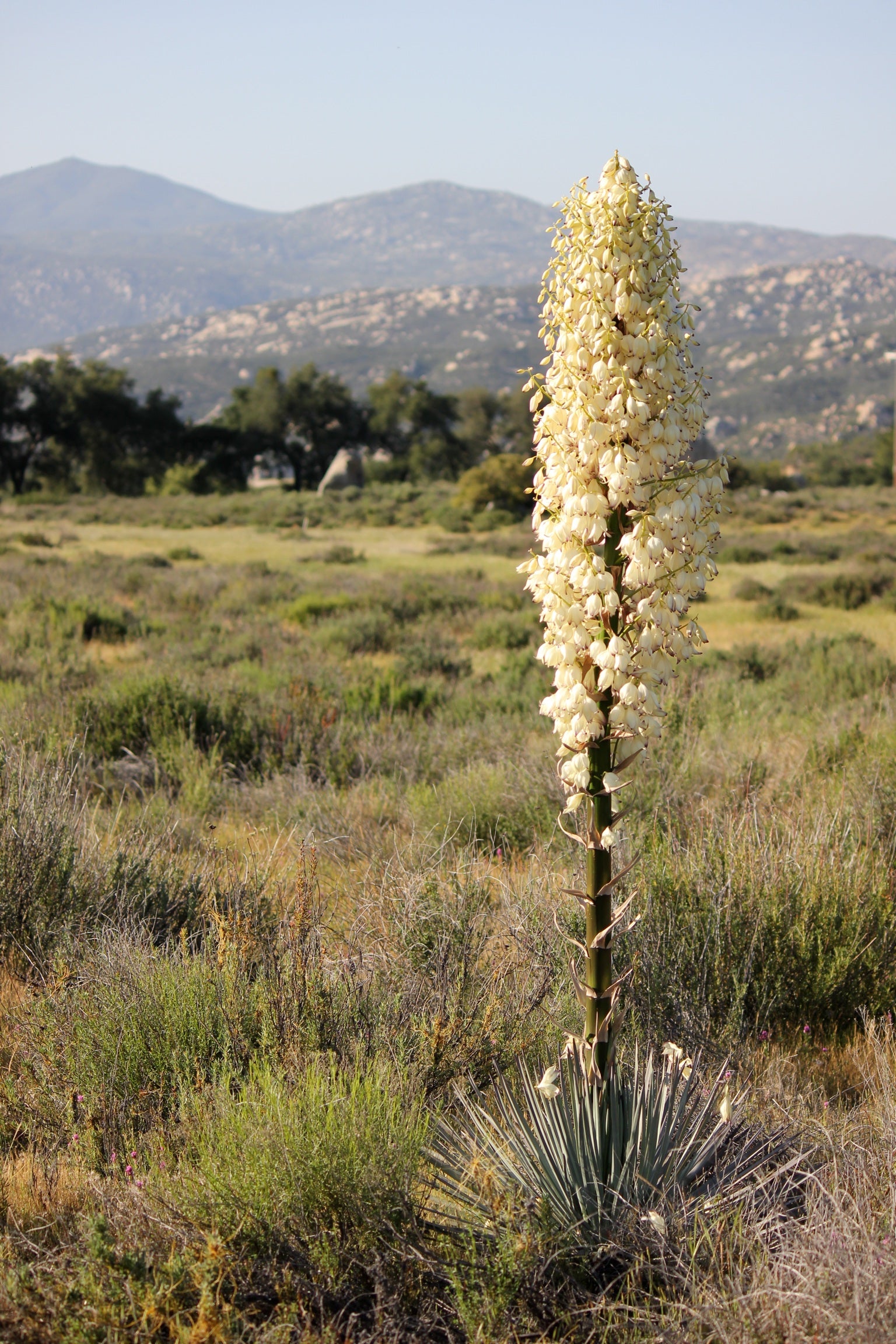 Chapparal yucca