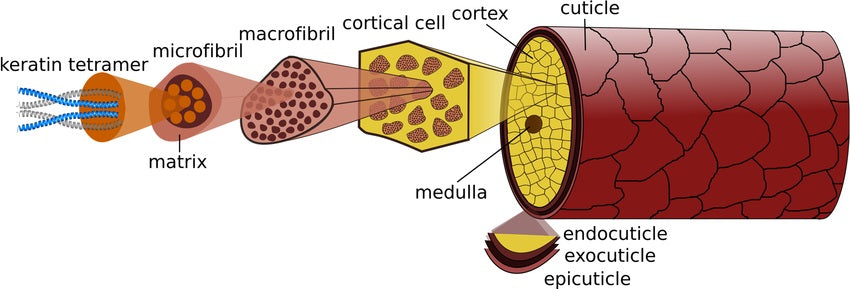 sección transversal fibra capilar