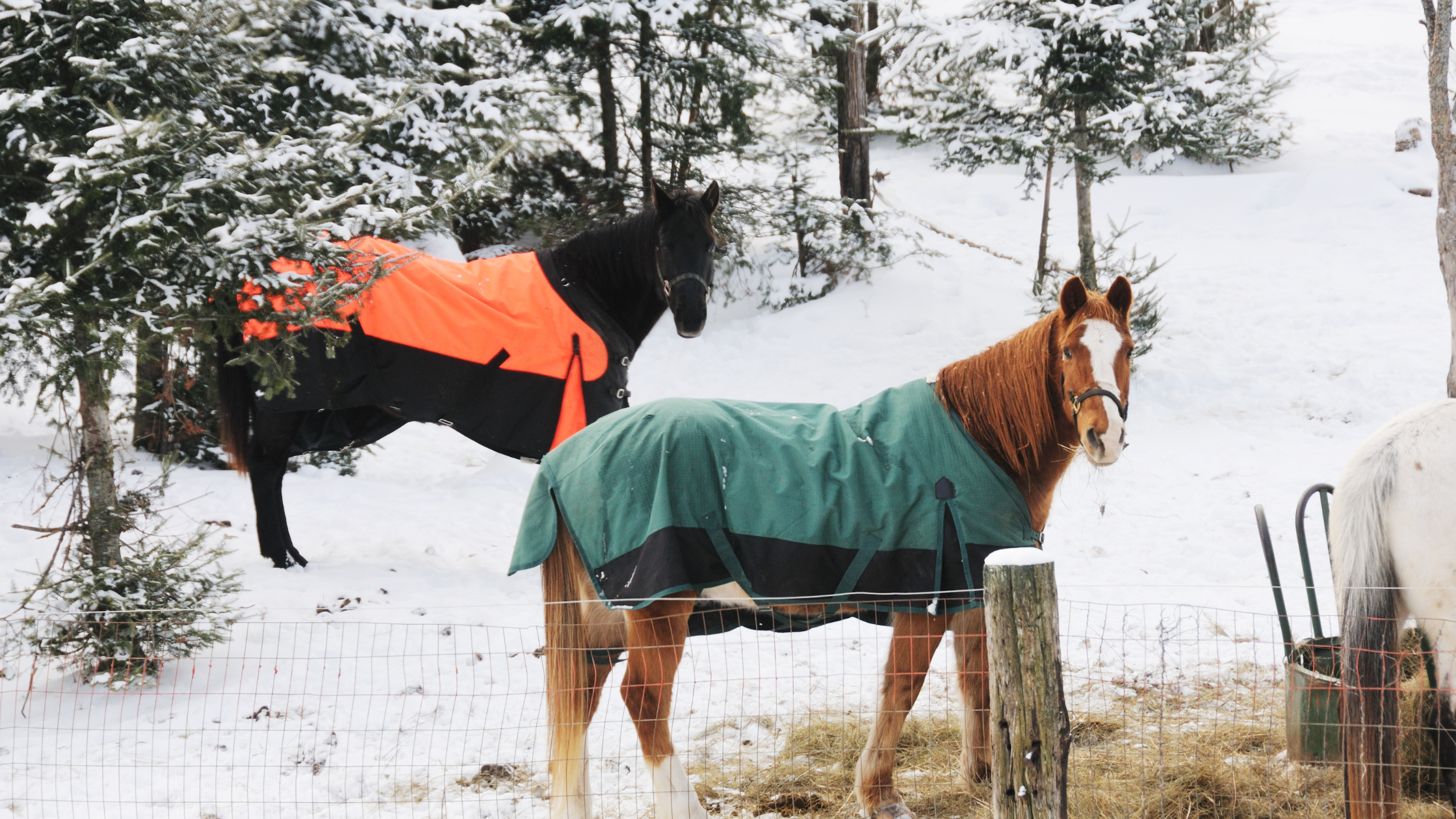 Horses in Snow, How to take care of your horse in the winter, Helmet Brims Australia