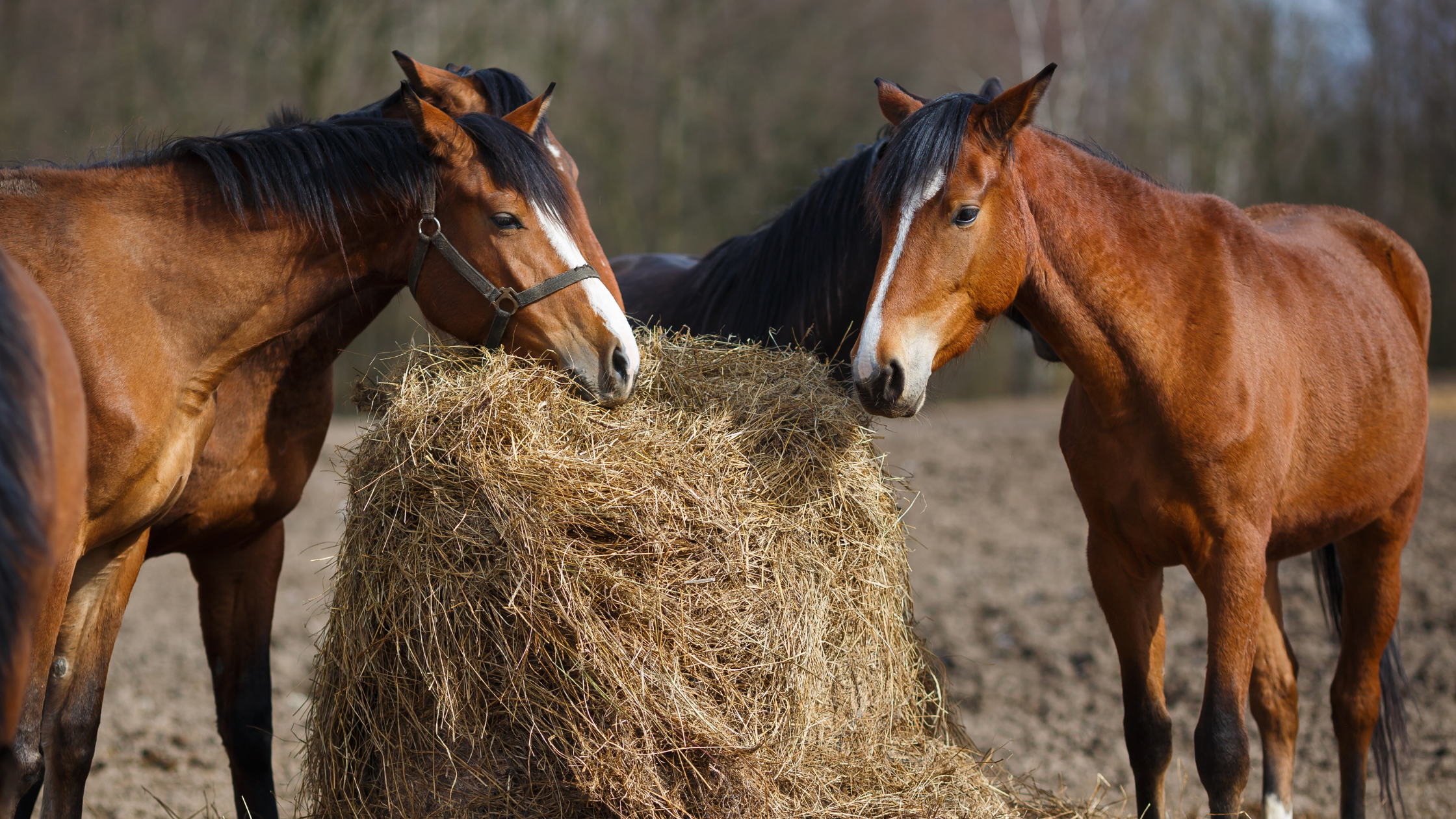 Horses eating Hay, How to take care of your horse in the winter, Helmet Brims Australia