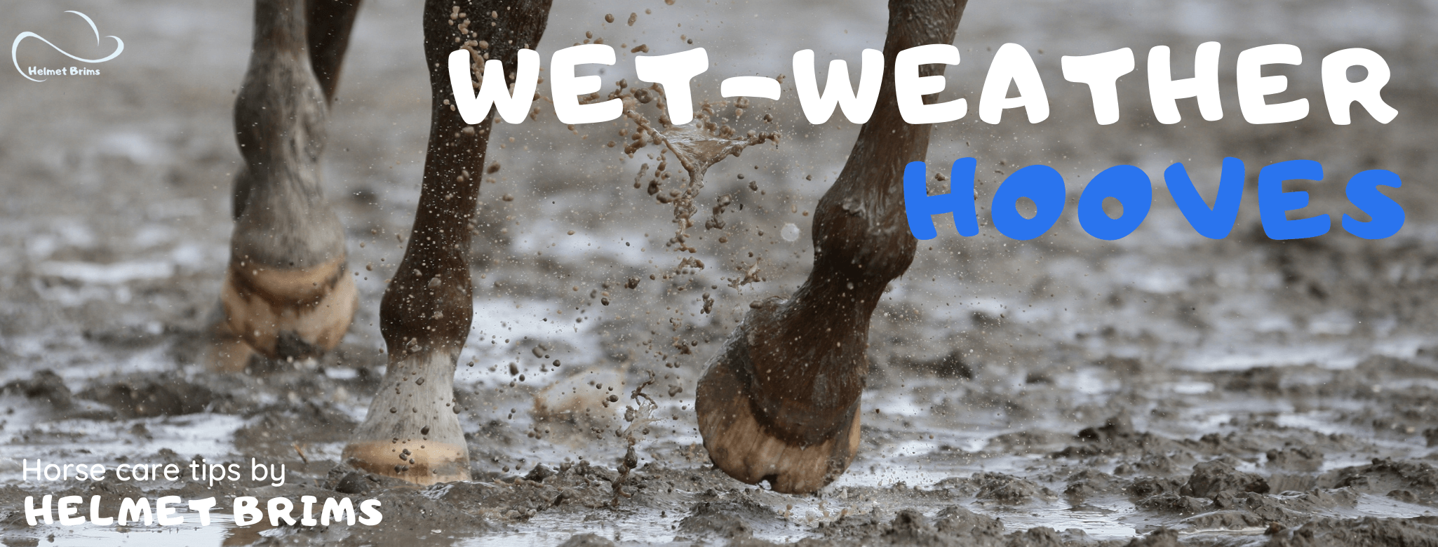 Wet weather hoof care for horses fungus mould thrush treatment