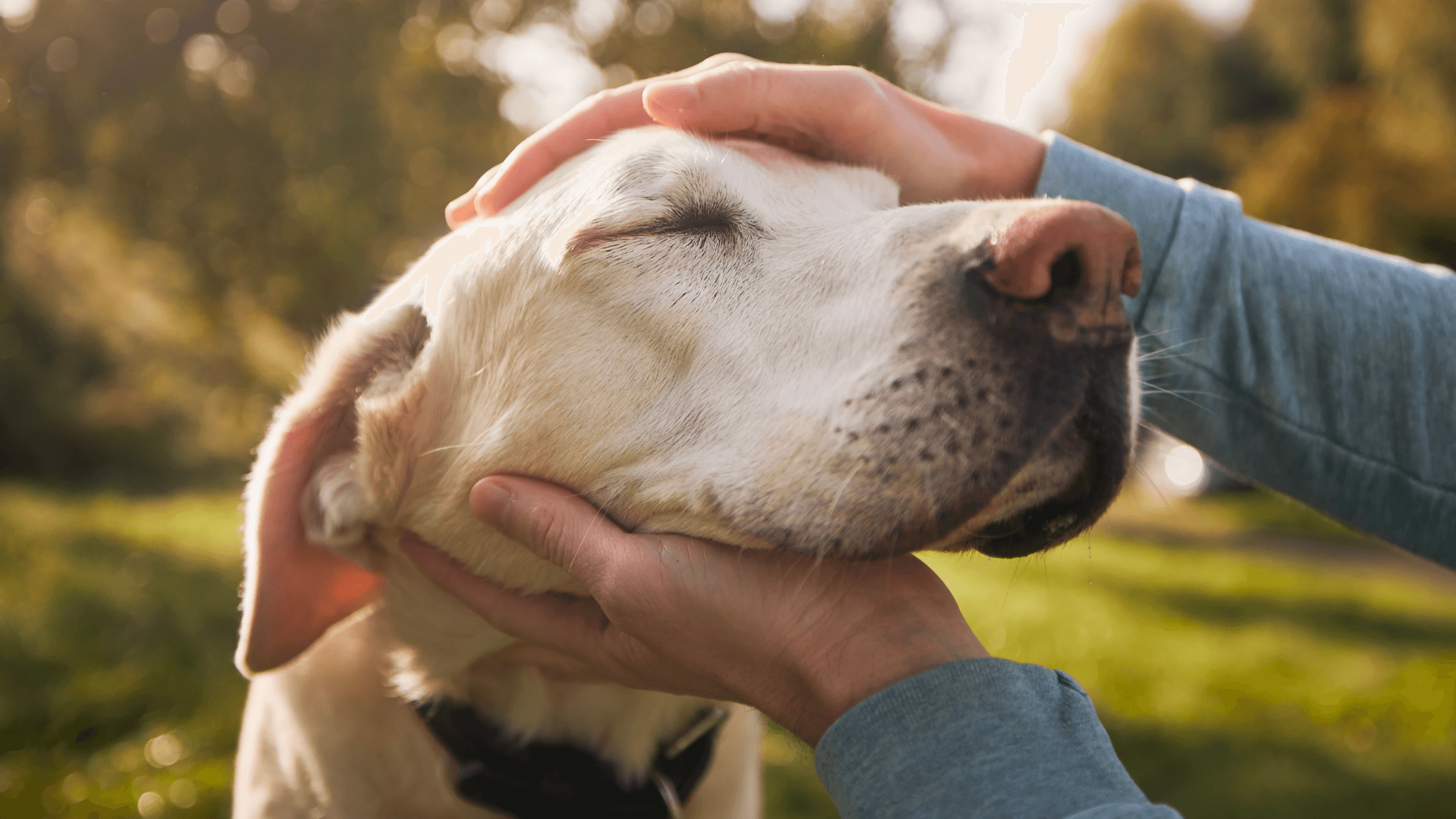 Dog with great wellbeing happy being understood by owner, pet care tips, Helmet Brims Australia