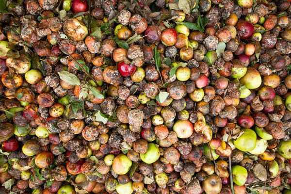 Food waste rotting apples