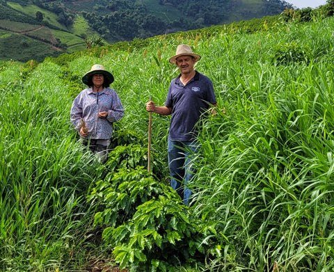 Regenerative agriculture - 2 men standing in a field of green plants. Tropical jungle in the background.