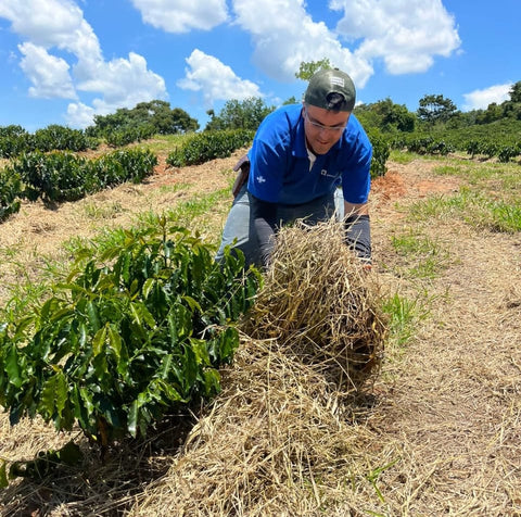 Regenerative agriculture - Farmer lifting dried grass surrounded by coffee plants