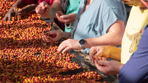 Koffieboeren sorten koffiebessen - Verschil tussen Robusta en Arabica koffiebonen