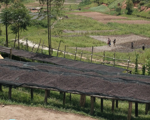 Farmers working on an organic coffee farm
