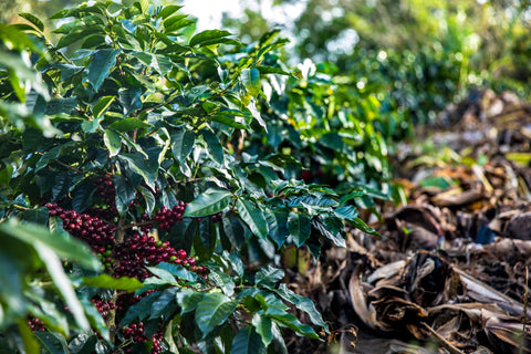 Costa Rica Gourmet Coffee - Costa_rica_coffee_trees 