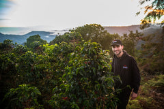 Costa_Rican_Coffee_trees - Costa Rica Coffee Farms