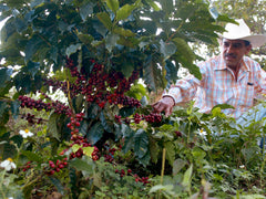 Mexican Coffee Ripe Beans