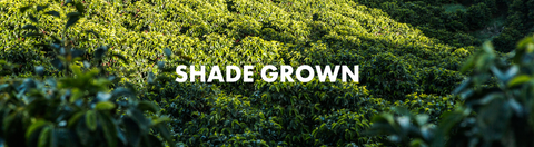 Shade Grown Coffee