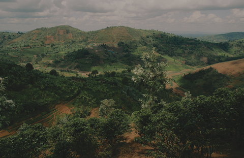 burundi-coffee-fields