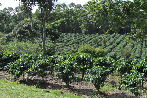 Where to Buy Costa Rican Coffee