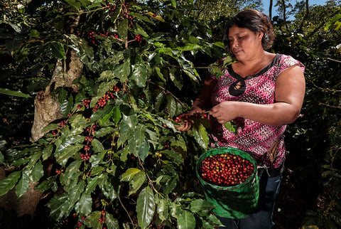 Kaffeeernte Honduras (Barista Royal)