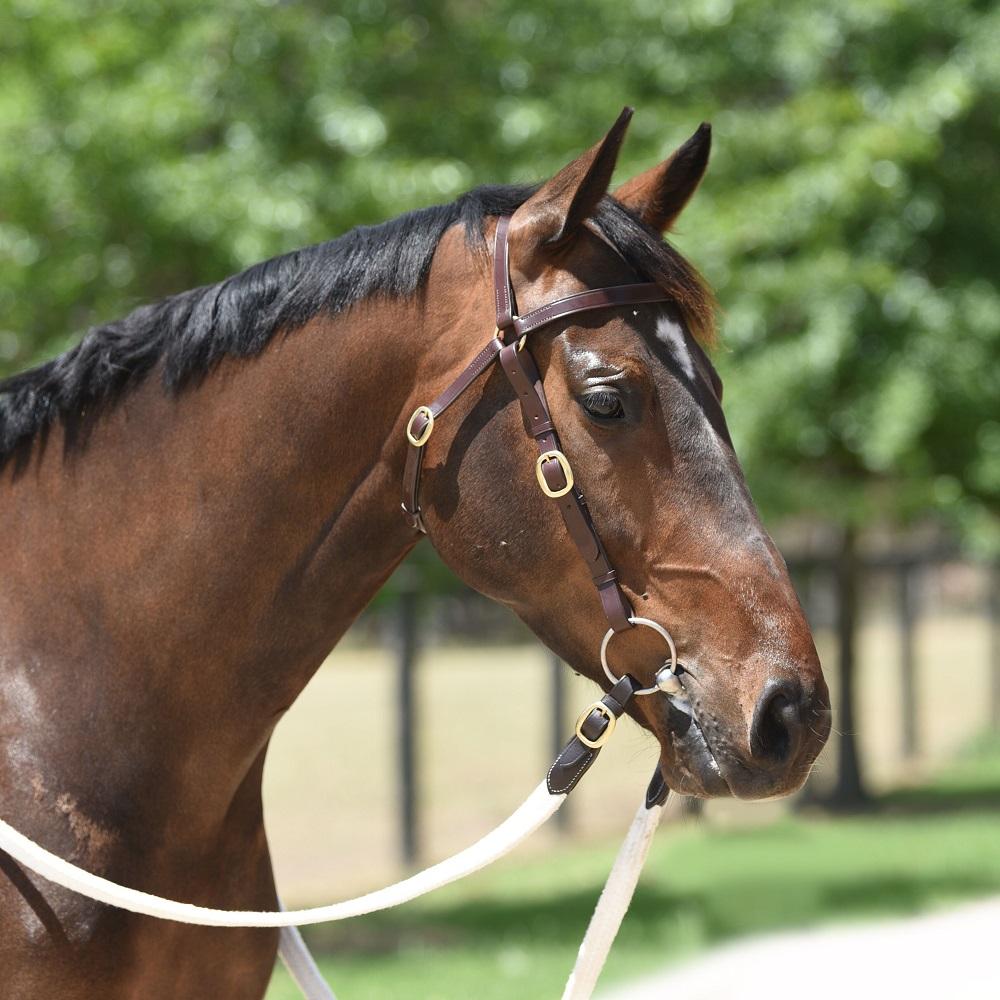 Barcoo bridles