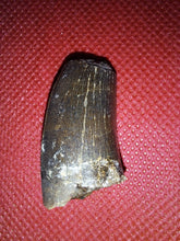 Load image into Gallery viewer, Tyrannosaur Tooth, Two Medicine Formation.