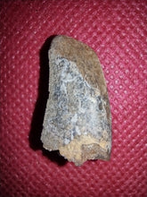 Load image into Gallery viewer, Tyrannosaur Tooth, Judith River Formation