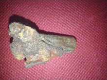 Load image into Gallery viewer, Sauropod Tooth with Jaw Section from Morocco