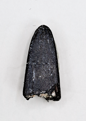 Apatosaurus Tooth, Morrison Formation