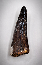 Load image into Gallery viewer, Tyrannosaurus Rex Tooth