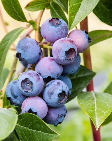 Exhale Healthy Coffee Blueberries Antioxidants