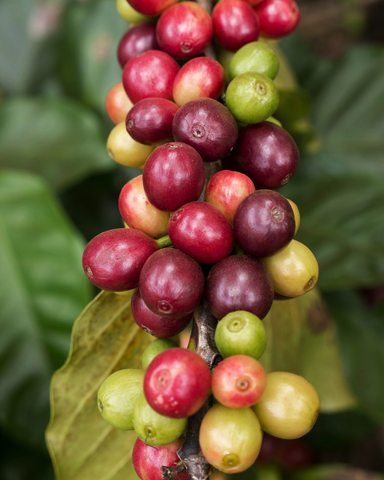 Exhale Healthy Coffee Coffee Cherries Antioxidants