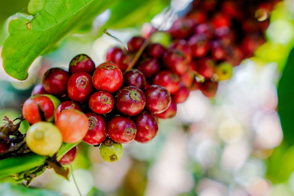 Exhale Coffee comes from fruit