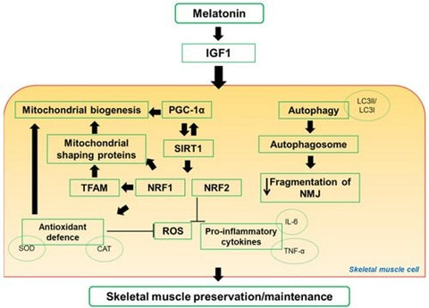 mitocondias y melatonina grafico