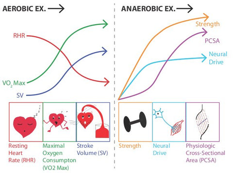 Aerobic Anaerobic