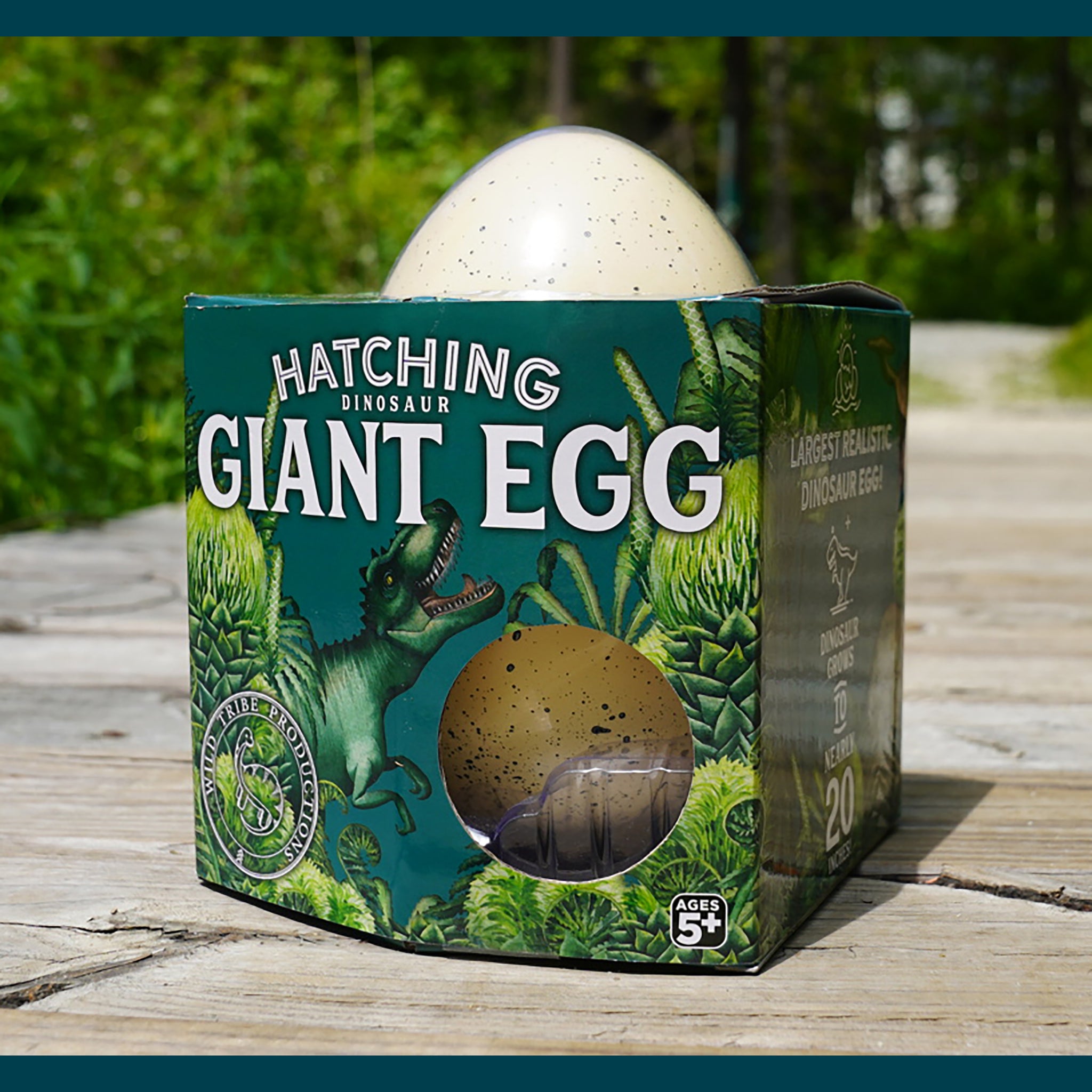 giant hatching dinosaur eggs