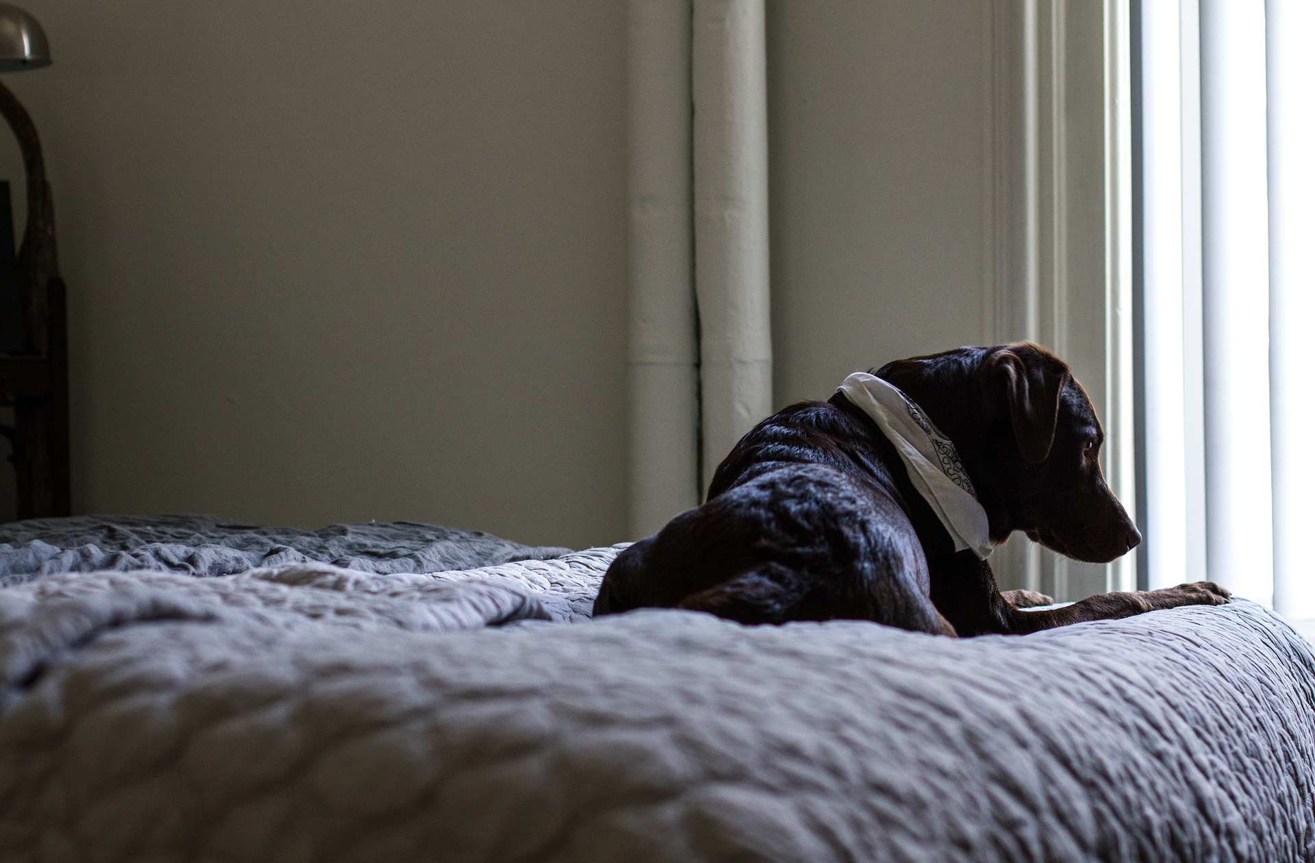 Why do dogs pee on the bed?