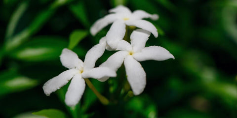 Composé anti-douleur à base de plante de crêpe jasmin conolidine avec potentiel