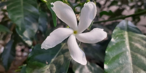 La fleur de jasmin en crêpe est une source de conolidine