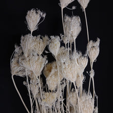 Load image into Gallery viewer, Fennel Flower Bleached
