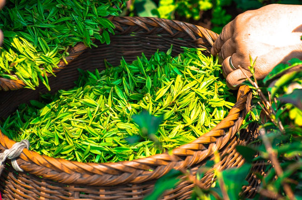 Grüner Tee Herstellung