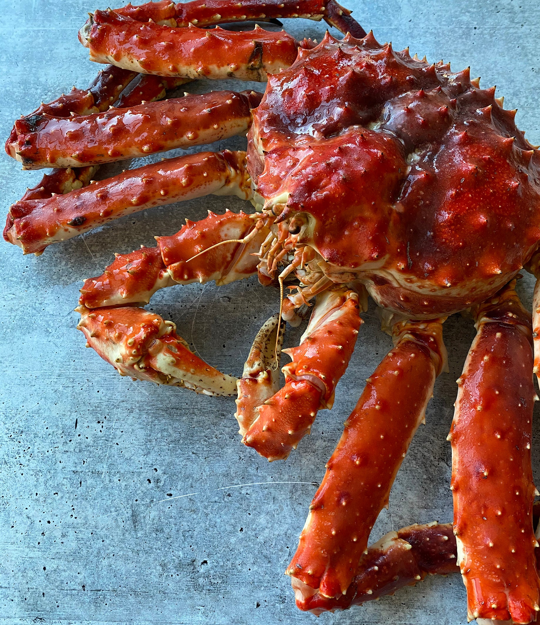 Live Norwegian Red King Crab Buy at Regalis Foods