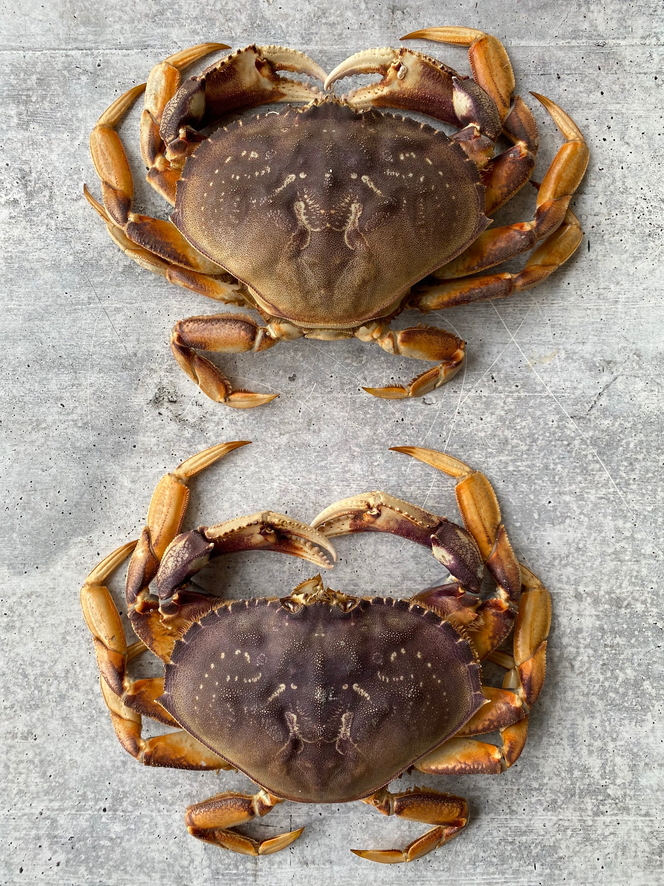 Live California Dungeness Crab, 1.52.5 lb. avg. Buy at Regalis Foods