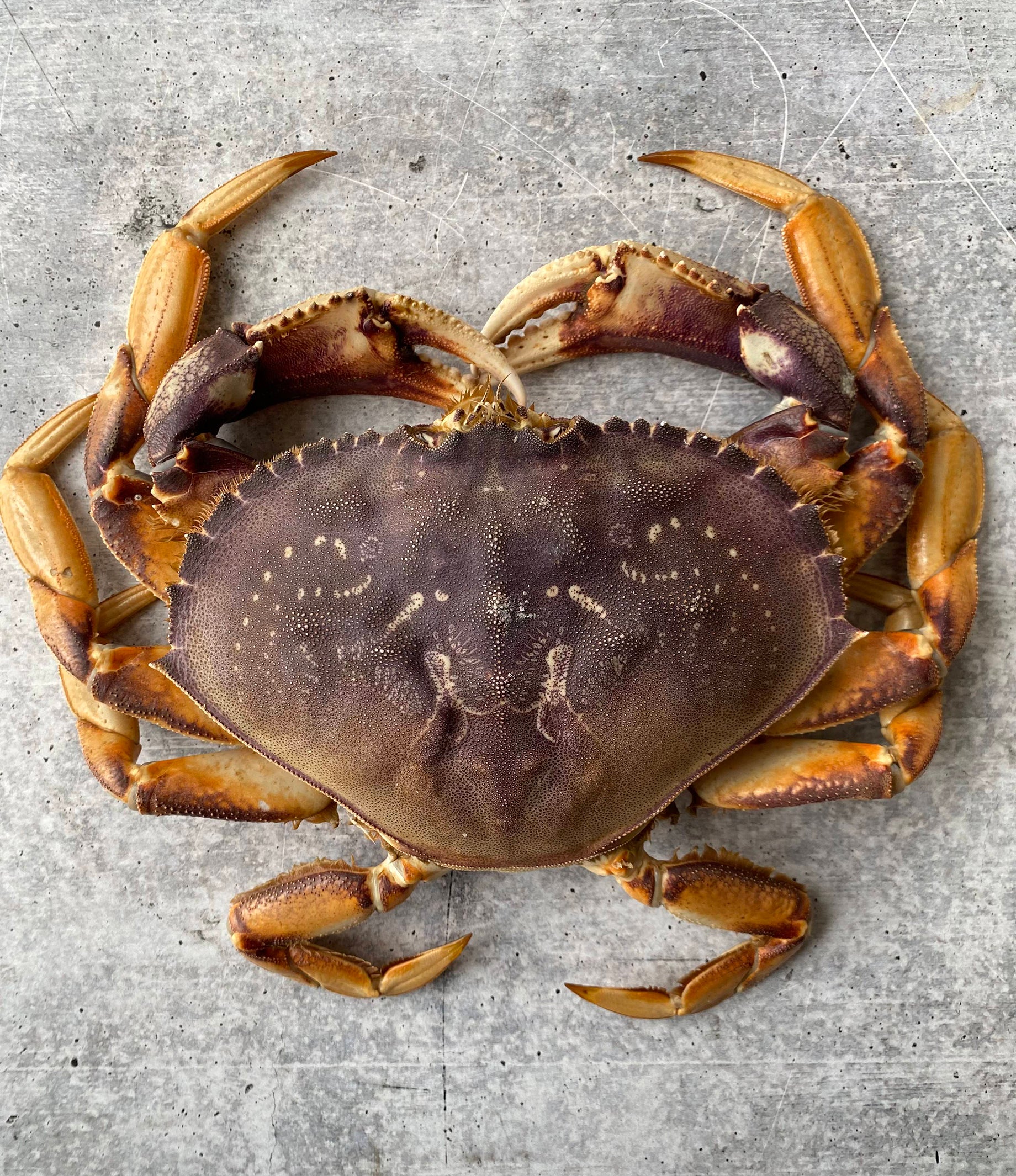 Live California Dungeness Crab, 1.52.5 lb. avg. Buy at Regalis Foods